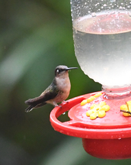Anthocephala berlepschi