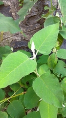 Buddleja cordata