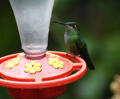 Heliodoxa leadbeateri