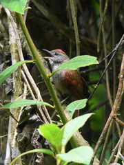 Cranioleuca curtata