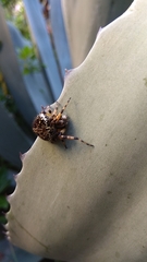 Neoscona orizabensis