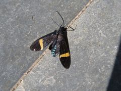 Aclytia
