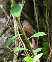 Cranioleuca curtata