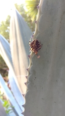 Neoscona orizabensis