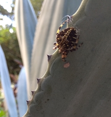 Neoscona orizabensis
