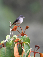 Knipolegus poecilurus