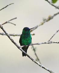 Saucerottia cyanifrons