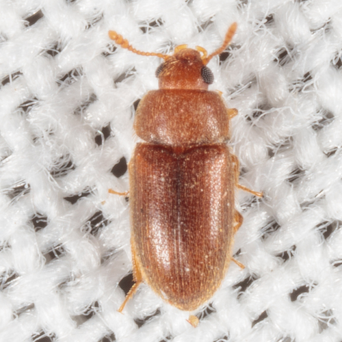 Hairy Fungus Beetle photo 6