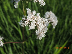 Valeriana rossica