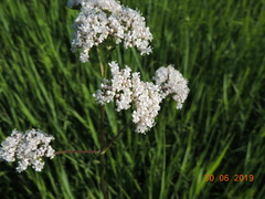 Valeriana rossica