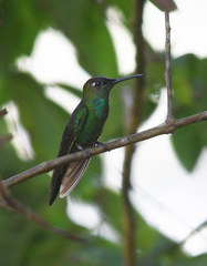 Heliodoxa leadbeateri