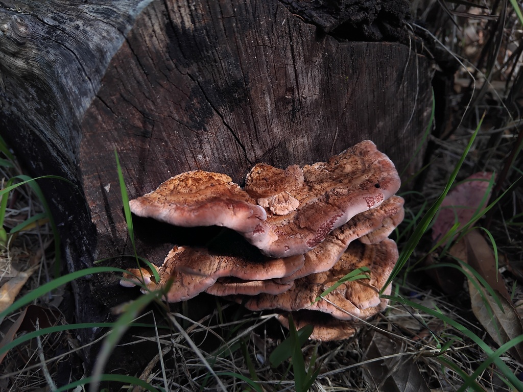 Fomitopsis lilacinogilva · July 2025 · photo: © sofiazed1 (iNaturalist, cc-by)