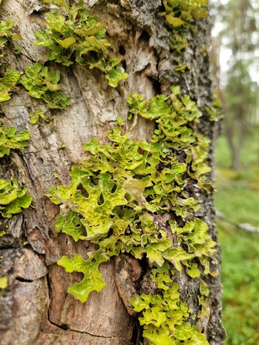 Tree Lungwort