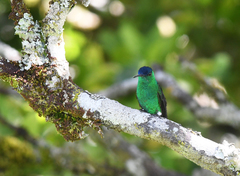 Saucerottia cyanifrons