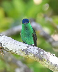 Saucerottia cyanifrons