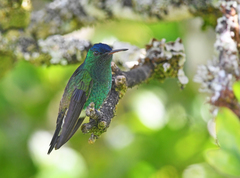 Saucerottia cyanifrons