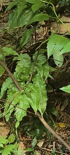 Tectaria phaeocaulis iNat (2)