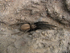 Kukulcania
