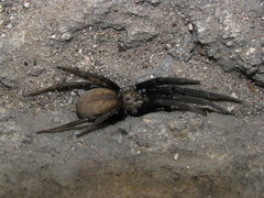 Kukulcania