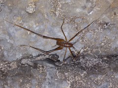 Dolichopoda geniculata