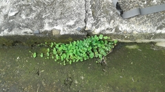 Drymaria cordata