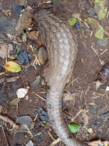 White-bellied Pangolin