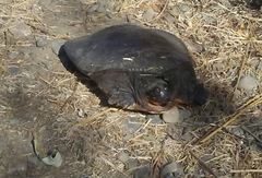 Apalone spinifera emoryi