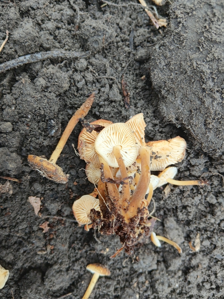 Flammulina velutipes · August 2025 · photo: © alice_shanks (iNaturalist, cc-by)