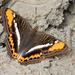Adelpha corcyra salazari - Photo (c) Rich Kostecke, some rights reserved (CC BY-NC), uploaded by Rich Kostecke