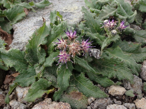 Saussurea yanagisawae iNat (1)