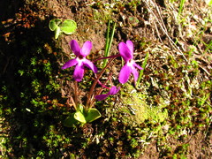 Pinguicula oblongiloba