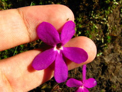 Pinguicula oblongiloba
