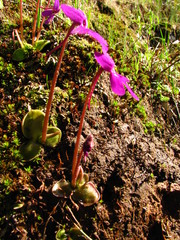 Pinguicula oblongiloba