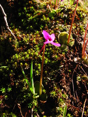 Pinguicula oblongiloba