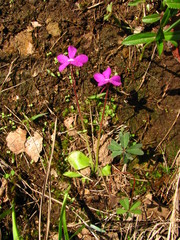 Pinguicula oblongiloba
