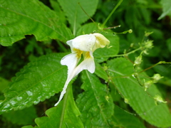 Impatiens harae