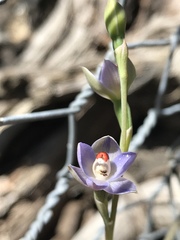 Thelymitra brevifolia