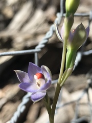 Thelymitra brevifolia
