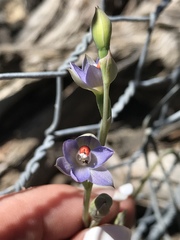 Thelymitra brevifolia