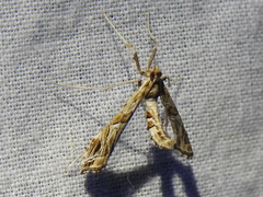 Lineodes interrupta