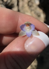 Thelymitra brevifolia