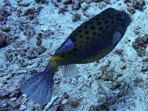 Ostracion cubicum