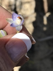 Thelymitra brevifolia