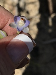 Thelymitra brevifolia
