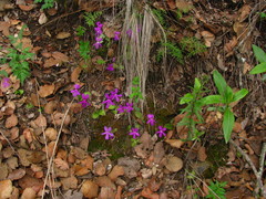 Pinguicula oblongiloba