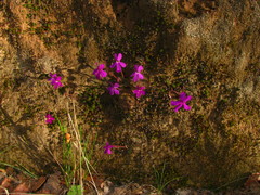 Pinguicula oblongiloba