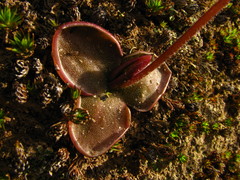 Pinguicula oblongiloba