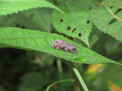 Gonodonta fernandezi