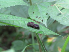 Gonodonta fernandezi