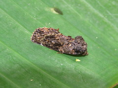 Gonodonta fernandezi